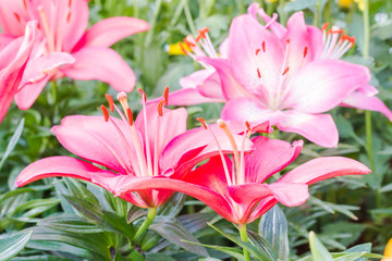 Beautiful Tulips Flower in The Garden