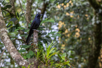 Pássaro da floresta atlântica.