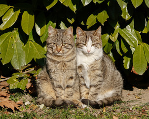 Naklejka na ściany i meble Two cats in the park