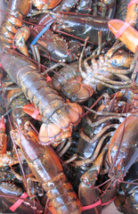 Lobsters