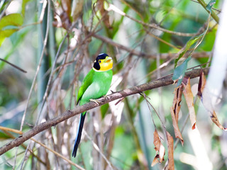 Long-tailed Broadbil.