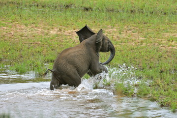 jeune éléphant qui sort de l'eau