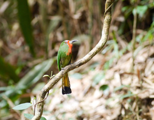 Red-bearded Bee-eater