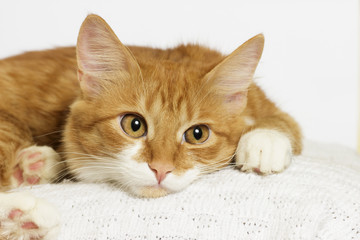 Fototapeta na wymiar ginger cat looking