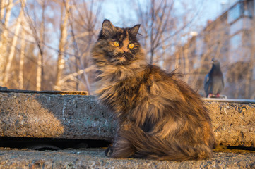 Пестрая пушистая кошка сидит на бетонной плите.