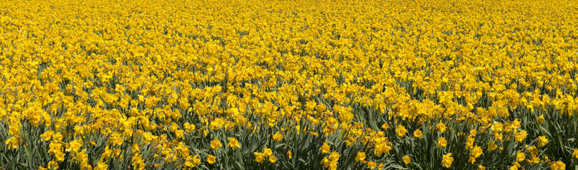 Obraz premium Tulip culture, Netherland