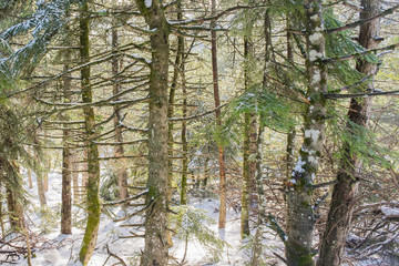 Fototapeta premium Snowy forest in Parnitha mountain Greece. 
