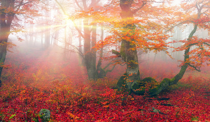 Obraz na płótnie Canvas Autumn in the alpine forest