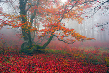 Obraz na płótnie Canvas Autumn in the alpine forest