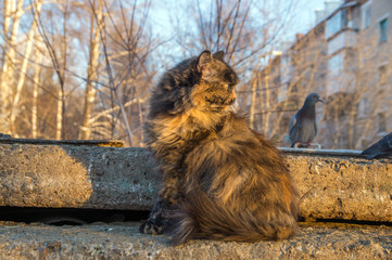 Пестрая лохматая кошка повернула голову.