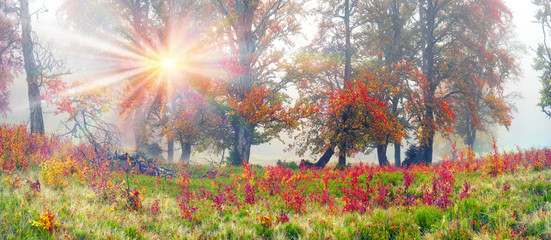 Fototapeta premium Autumn in the alpine forest