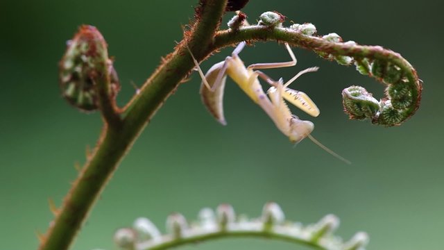 young mantis is moving under the fern shoot