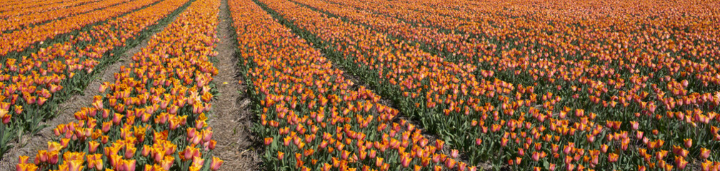 Tulip culture, Netherland