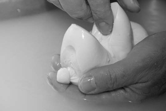preparation of mozzarella in a dairy