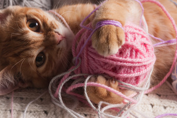 kitten next to a ball of yarn