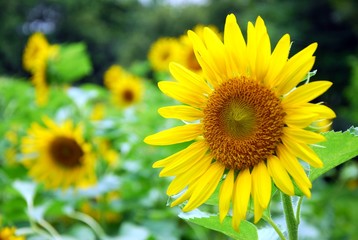 Obraz premium Beautiful sunflowers