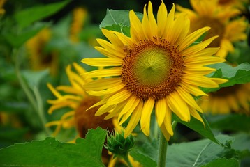 Beautiful sunflowers