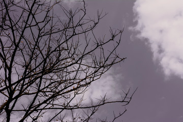 Black and White Landscape of Trees Silhouetted Against a Gray Sk