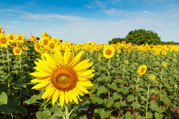close up sunflowers in field with blue sky background