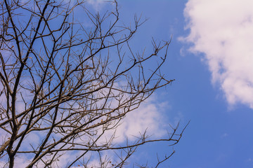 Branches of tree against clear blue sky
