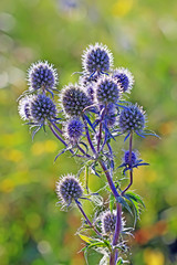 Синеголовник плоский (Eryngium planum)