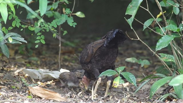 a hen and her offspring is searching food in the ground