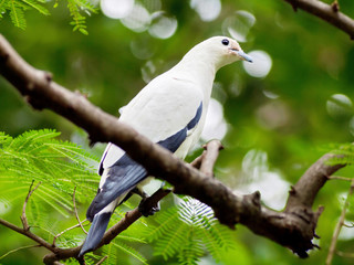 Bird pied imperial pigeon.