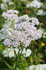 Yarrow (lat. Achillea millefolium)