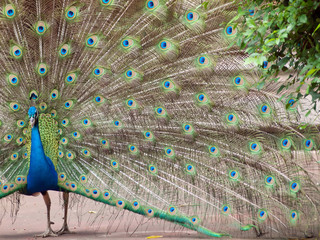 Obraz premium peacock spread tail-feathers.