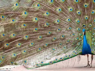 Obraz premium peacock spread tail-feathers.