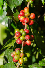 coffee berries on branch