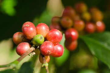 coffee berries on branch
