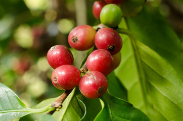 coffee berries on branch