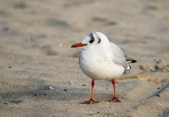 Black-headed gull (Chroicocephalus ridibundus)