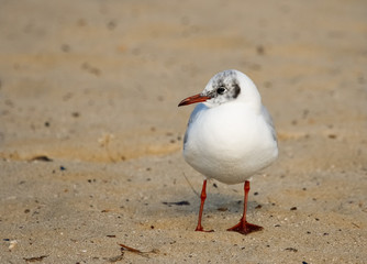 Black-headed gull (Chroicocephalus ridibundus)