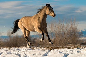 Fototapeta na wymiar Buckskin Horse Winter