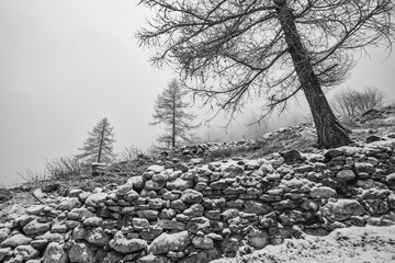 Winter mountain landscape with a wall of stone and larch after a light snowfall. Black and white