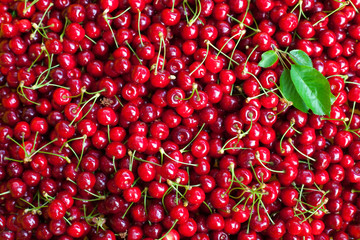 Fresh cherries
