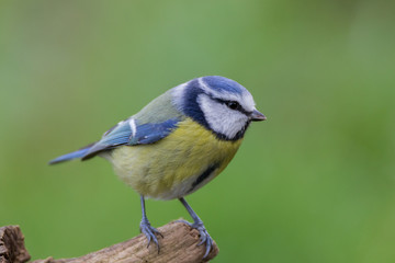 Blaumeise