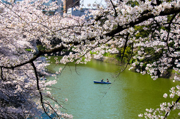 Obrazy  Chidorigafuchi kwiaty wiśni
