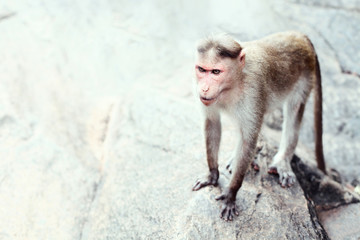 Goan monkey - 99640564