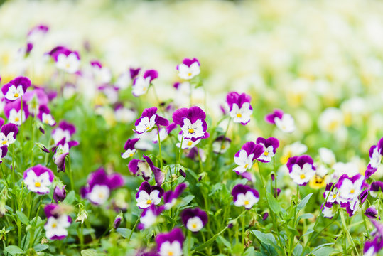 pancy flowers in the garden