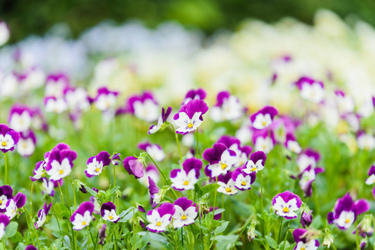 pancy flowers in the garden