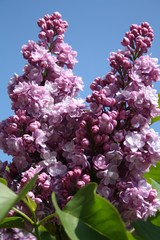 Flieder, lila, blau, himmel, frühling, Syringa