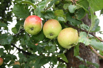 äpfel, malus, bio, natur, obst, baum