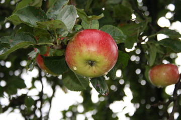 apfel, bio, baum, blätter, natur