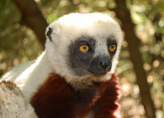 Cute lemur. National Park, Madagascar