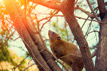Rock hyrax on the tree