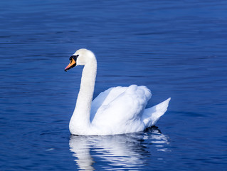 Obraz premium Swan on a lake