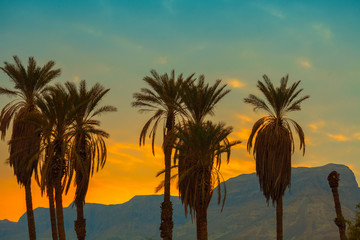 Obraz premium Palm trees against mountain at sunset
